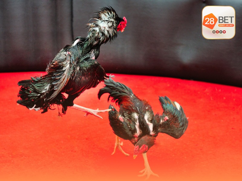 Luật chơi đá gà cựa dao cơ bản tại các trường gà lớn