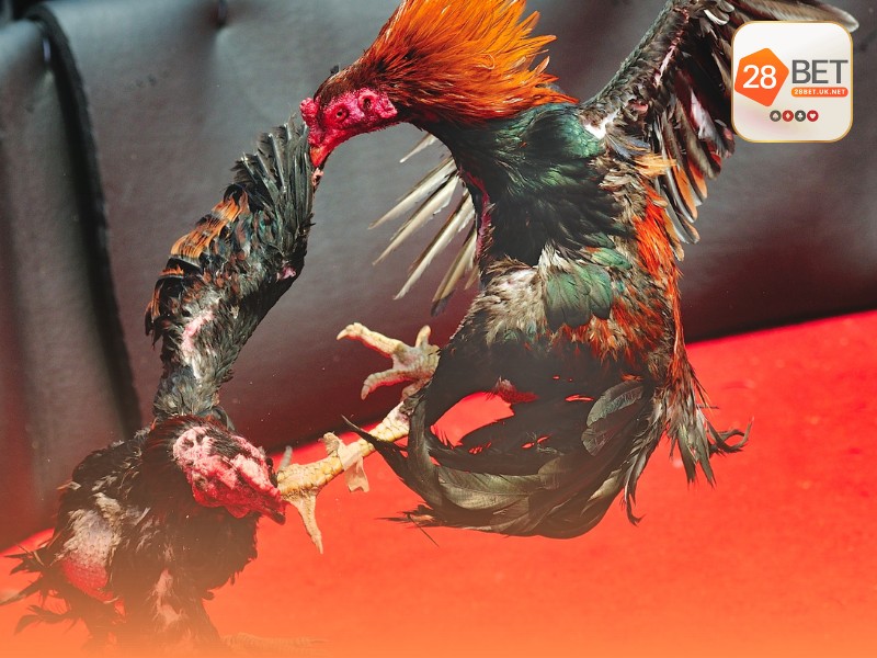 Vì sao trường gà Thomo lại là điểm đến mơ ước của sư kê