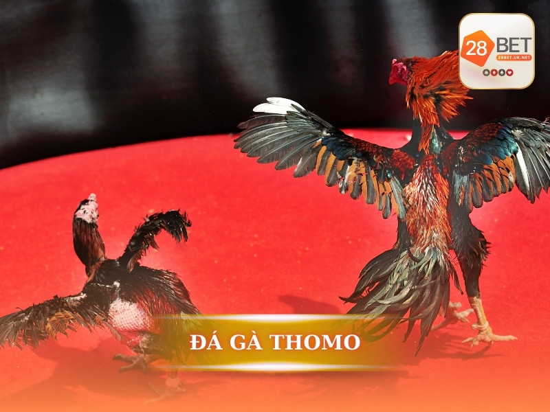 Đá gà Thomo là gì? Nguồn gốc và vị trí của trường gà Thomo